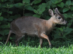 Suni photo 3