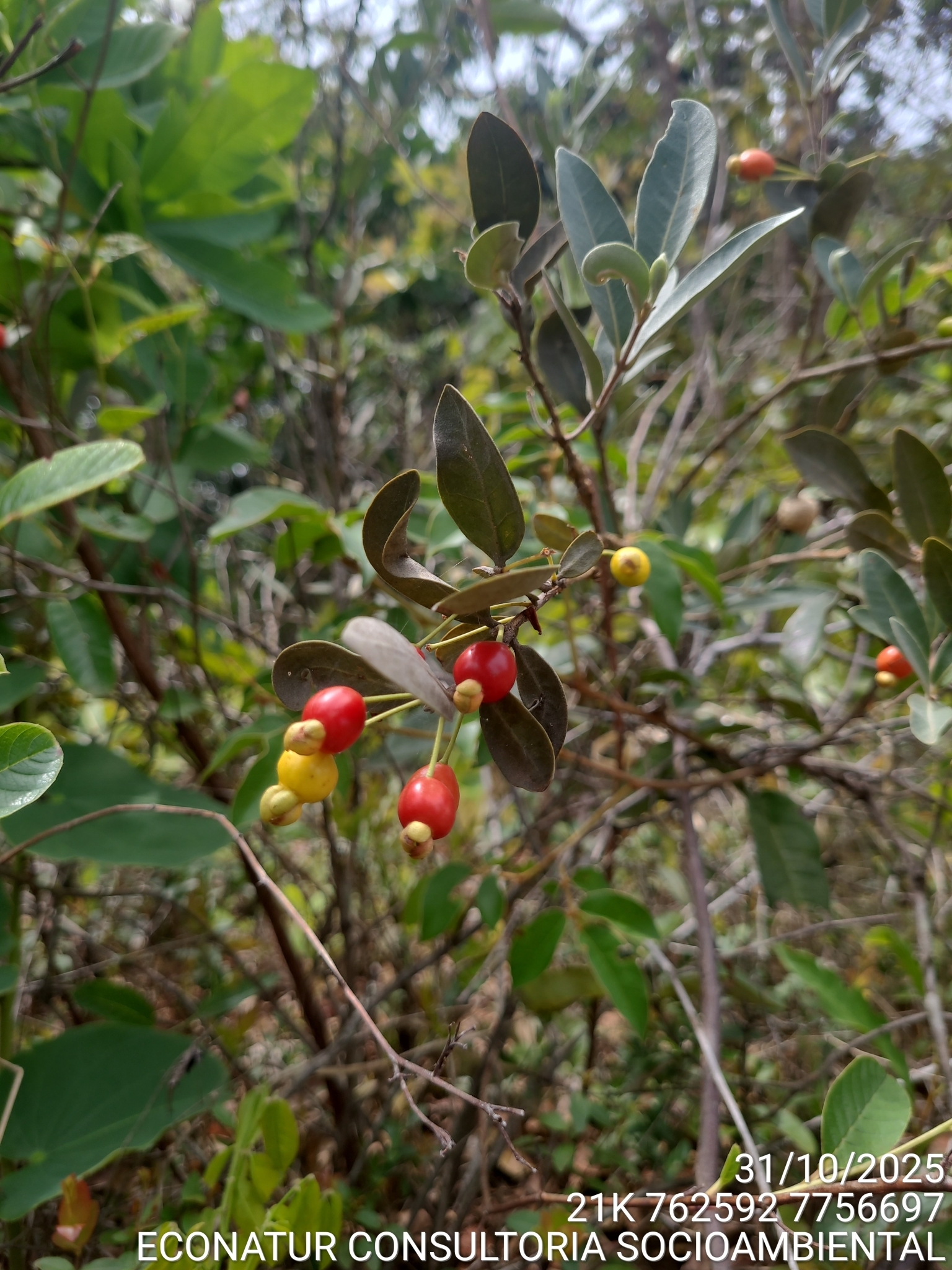 Eugenia punicifolia