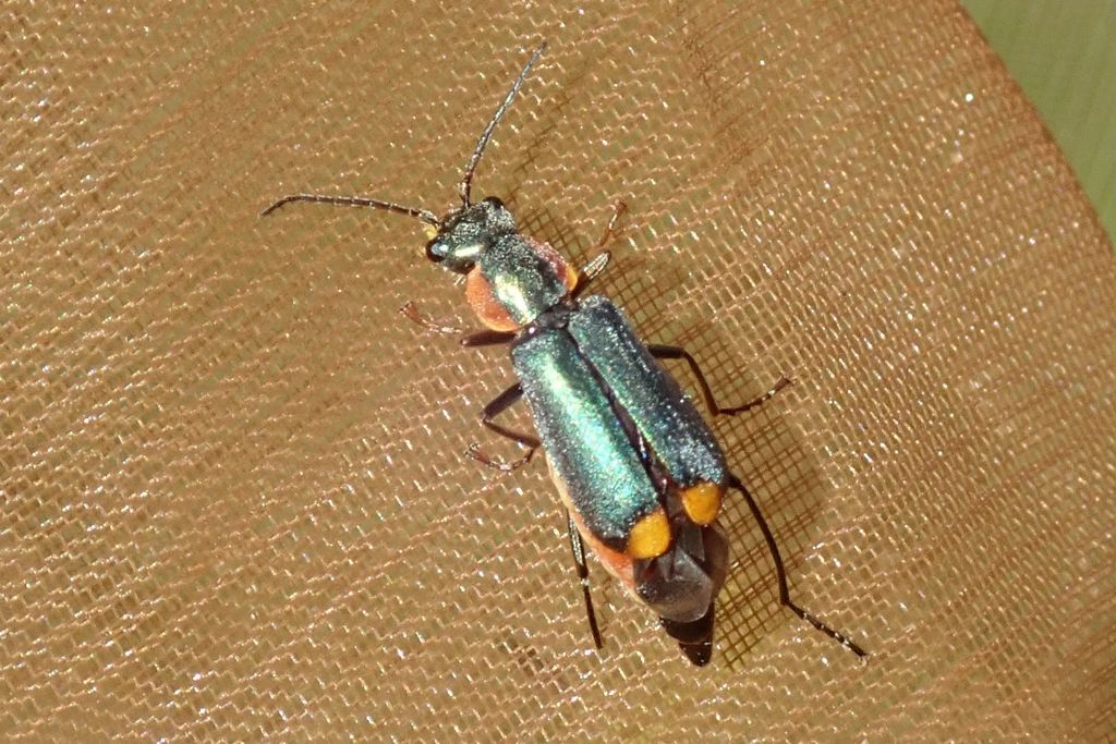 Clanoptilus marginellus