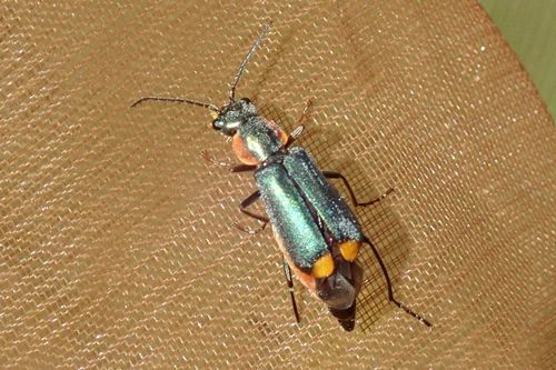 Malachie marginelle
