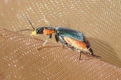 Clanoptilus marginellus