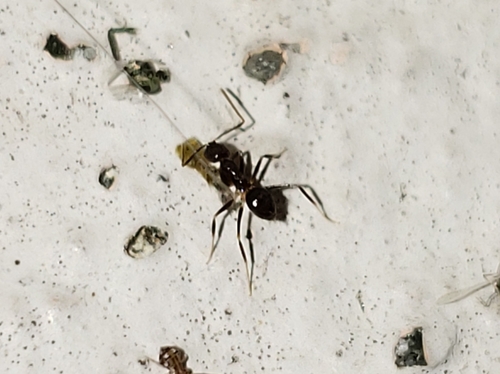 West Indian Crazy Ant