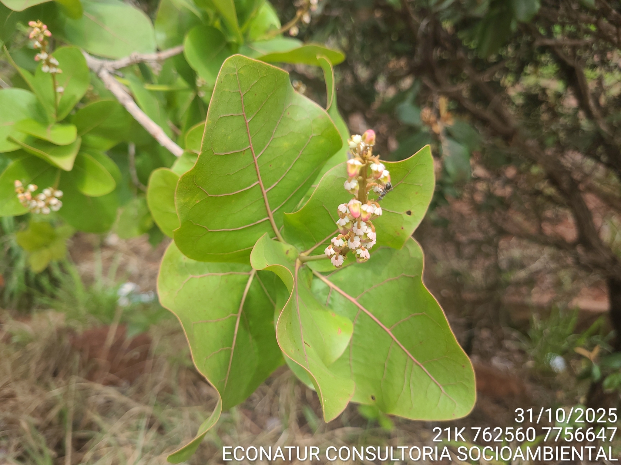 Byrsonima coccolobifolia