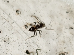 Nylanderia steinheili