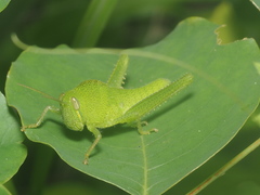 Chondracris