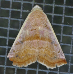 Eublemma cinnamomea