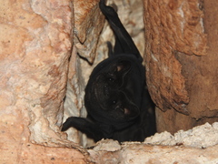 Northern Black Mastiff Bat photo 2