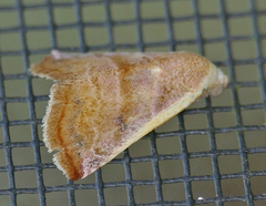 Eublemma cinnamomea