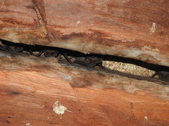 Nyctinomops laticaudatus