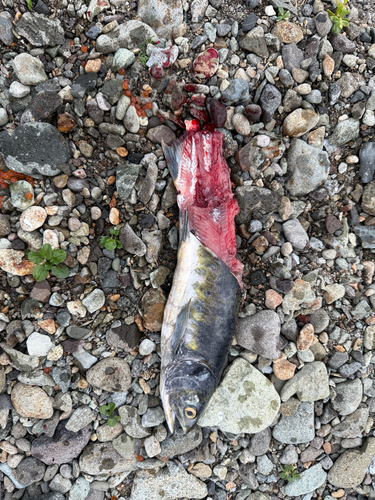Pink Salmon