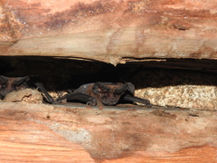 Nyctinomops laticaudatus