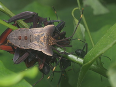 Prionolomia