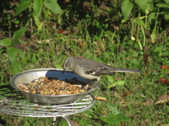 Mimus polyglottos image
