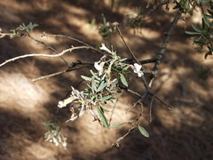 Chamaecytisus prolifer image