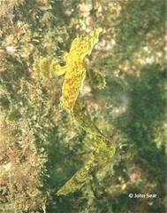 Cristiceps aurantiacus