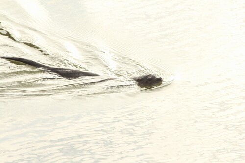 North American River Otter photographed in Tennessee