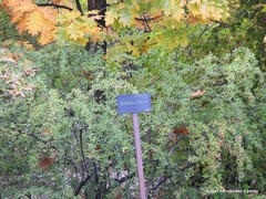 Berberis aggregata prattii
