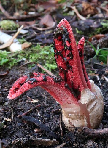 devil's-fingers