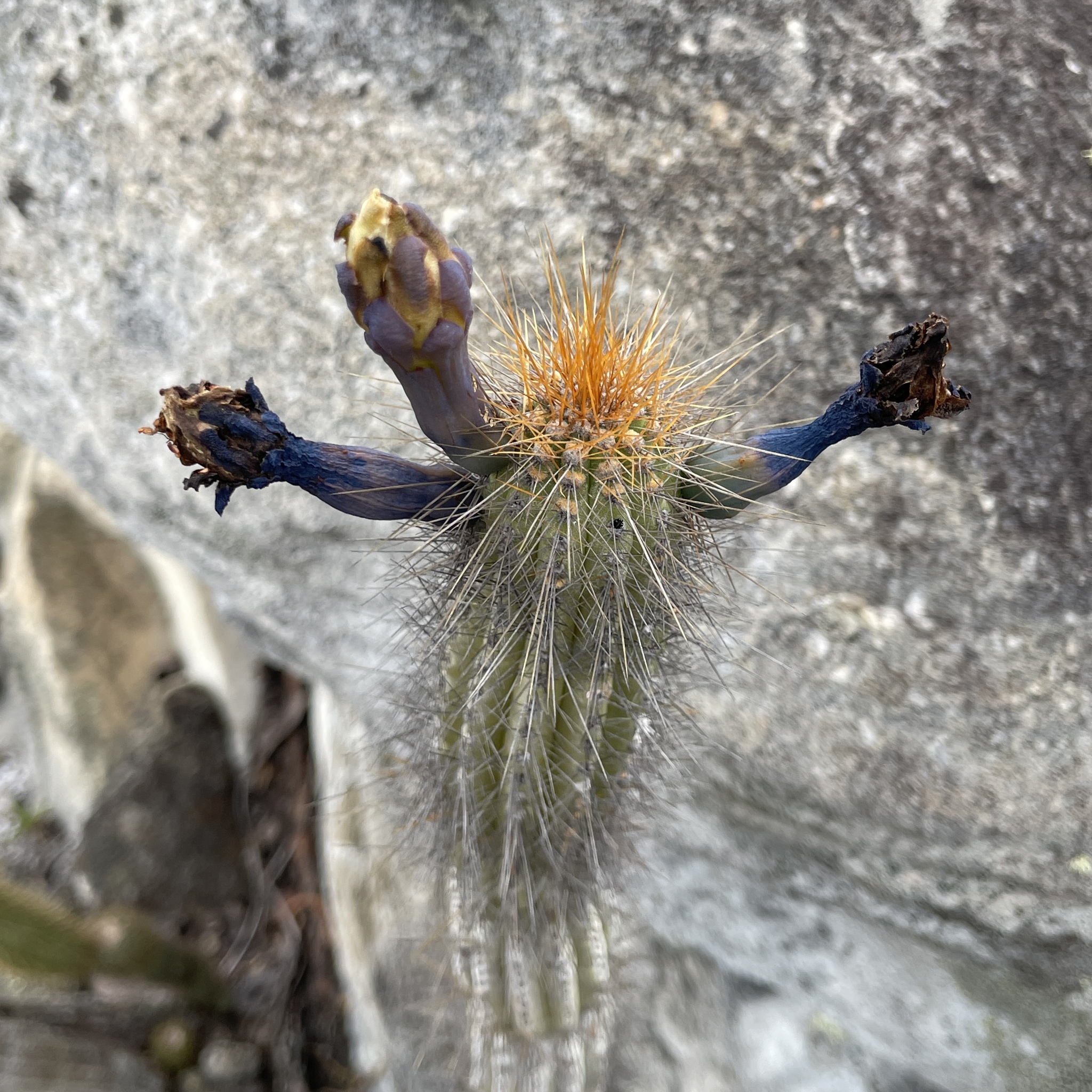 Cipocereus pleurocarpus