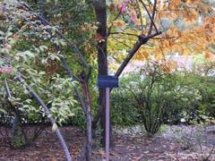 Cotoneaster × watereri