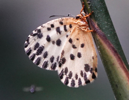 Cameroon Cream Pentila