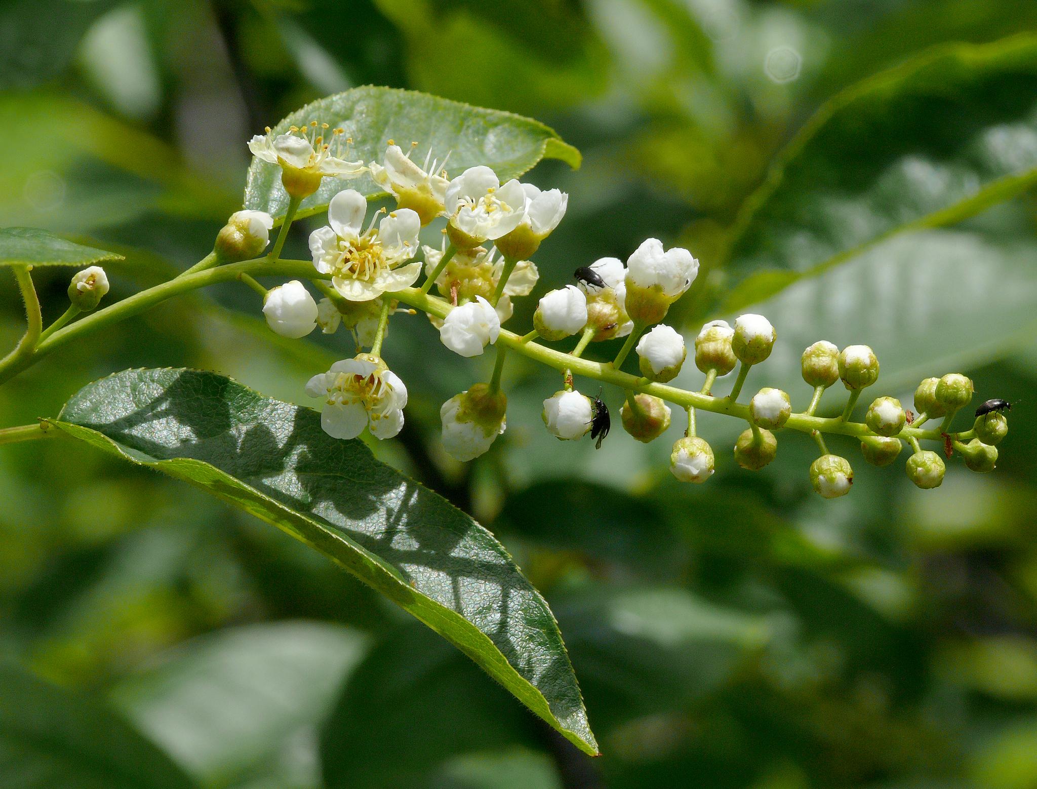 Prunus virginiana var. demissa