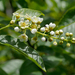 Western Chokecherry - Photo (c) James Gaither, some rights reserved (CC BY-NC-ND)