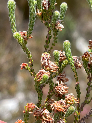 Roundhead Heath (Erica globiceps)