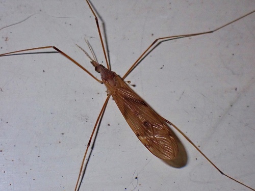Unknown species found near Juggler Meadow Rd, Leverett, MA, US