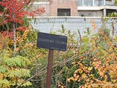 Colquhounia coccinea