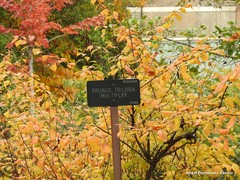 Prunus triloba