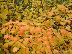 Prunus triloba