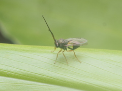 Eucharitidae