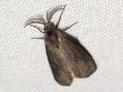 Cryptothelea gloverii