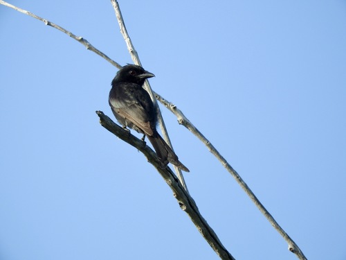 iNaturalist image