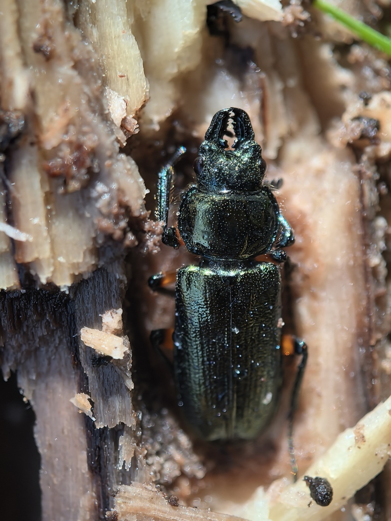 Platycerus turnai