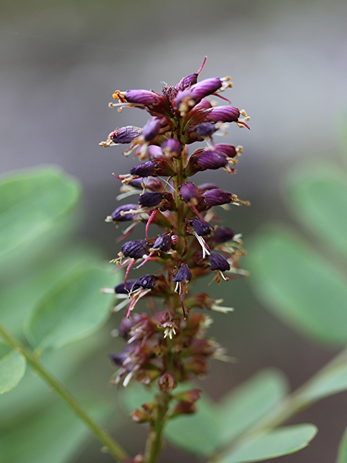 Amorpha californica var. napensis