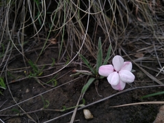 Rhodohypoxis