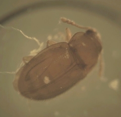 Symbiotes gibberosus