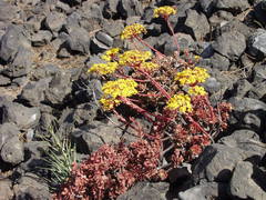 Aeonium spathulatum image