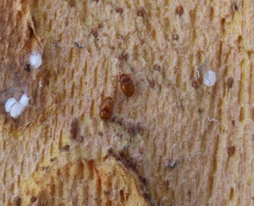 Symbiotes gibberosus