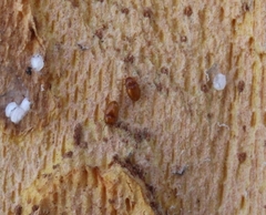 Symbiotes gibberosus