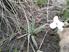 Rhodohypoxis