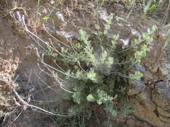 Lavandula multifida