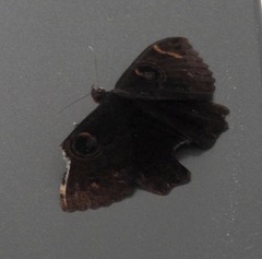 Erebus hieroglyphica