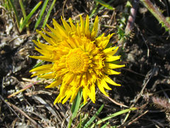 Berkheya decurrens