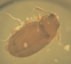 Symbiotes gibberosus