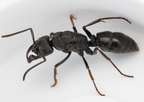 African stink ant photo 4