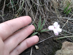 Rhodohypoxis