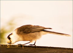 Perisoreus canadensis image